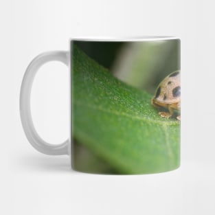 The silly 28-spotted potato ladybird managed to roll itself back on its feet Mug